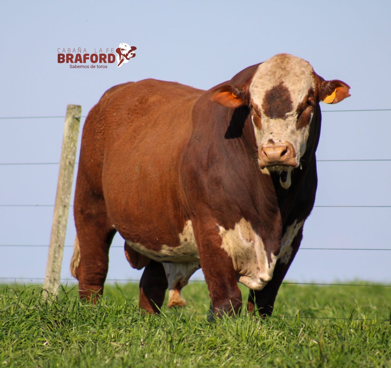 ASPECTOS A CONSIDERAR AL SELECCIONAR TOROS Y/O SEMEN